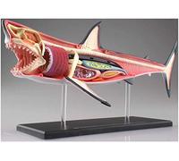 Modelo de enseñanza médica modelo Modelo de anatomía del tiburón - Modelo anatomio animal - 20 órganos extraíbles y piezas del cuerpo Modelo de enseñanza de biología - para estudiar Pantalla Enseñanza