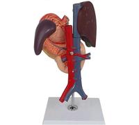 Modelo de enseñanza, modelo de anatomía del hígado humano con páncreas y duodeno, modelo anatómico de hígado y páncreas de órganos del cuerpo humano for suministros de exhibición de maniquíes