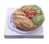 Modelo de enseñanza, Modelo de Cerebro Modelo de anatomía Cerebral de tamaño Natural con 8 Piezas Desmontables y Modelo 3D de Cerebro de psicología Base
