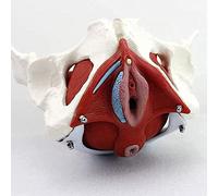 Modelo de enseñanza, Modelo de Esqueleto de Pelvis Femenina de tamaño Natural, Modelo de anatomía médica Desmontable con músculos del Suelo pélvico para enfermería