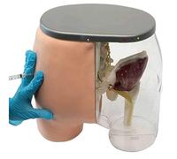 Modelo De Enseñanza, Modelo De Glúteos Para Entrenamiento De Inyección, Modelo Anatómico De Glúteos Transparente Con Tejido Muscular + Estructura Ósea + Sistema Neurovascular Que Ayuda A Los Usuarios