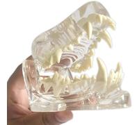 Modelo de enseñanza Modelo Dental canino Réplica de anatomía Corporal Animal Dientes de Animales Transparentes Modelo de Dientes caninos Cabeza de Perro Articulación de Perro Mandíbula