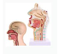 Modelo de enseñanza, Modelo médico de anatomía del Cuello, cavidad Nasal anatómica Humana, Manual de Instrucciones Escolar, Herramienta de enseñanza de Modelos médicos, anatomía, b