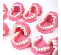 Modelo De Enseñanza Para El Estudio De Dientes En Adultos - Modelo De Demostración De Clasificación De Maloclusiones - Modelo De Anatomía Para La Enseñanza Dental De Corrección De Ortodoncia Para Den