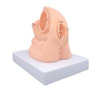 Modelo de entrenamiento cateterismo femenino, modelo anatómico PVC los órganos genitales femeninos internos y externos