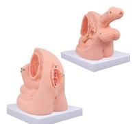 Modelo de entrenamiento con catéter, modelos de anatomía urinaria masculina y femenina con marcas digitales, modelo de anatomía genital for práctica de habilidades de enfermería(Female+Male )