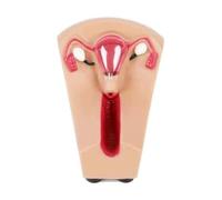Modelo de entrenamiento con dispositivo intrauterino anticonceptivo, simulador práctica femenina sección uterina transparente