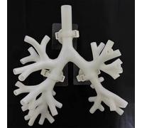 Modelo de entrenamiento de broncoscopia, broncoscopio de resina, modelo de anatomía del árbol bronquial, conjunto de fibra bronquial, regalo médico, for la enseñanza(Level 4 white)