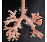 Modelo de entrenamiento de broncoscopia, modelo de anatomía de árbol bronquial de 5 niveles para educación médica y enseñanza de médicos