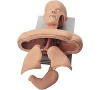 Modelo de entrenamiento de intubación traqueal para el manejo de las vías respiratorias, estructura anatómica con alarma para práctica de primeros auxilios y demostración
