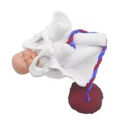 Modelo de entrenamiento de parto: mini pelvis femenina con bebé, feto, cordón umbilical y placenta. Simulador educativo para la enseñanza y el estudio médico.