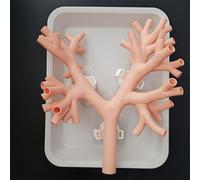 Modelo de entrenamiento for broncoscopia: anatomía realista del árbol bronquial for la formación médica y del médico.(A)