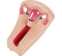 Modelo de Entrenamiento for Dispositivo intrauterino Femenino (PVC Transparente) Modelo de útero y Ovario guía de Entrenamiento Molde for inserción y extracción de Dispositivo intrauterino