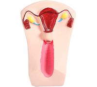 Modelo de entrenamiento, modelo de enseñanza de maniquí, modelo de útero, dispositivo anticonceptivo intrauterino femenino, modelo de entrenamiento para escuela de enfermería, formación médica