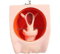 Modelo de entrenamiento, modelo de enseñanza de maniquí, modelo de útero, dispositivo anticonceptivo intrauterino femenino, modelo de entrenamiento para escuela de enfermería, formación educativa