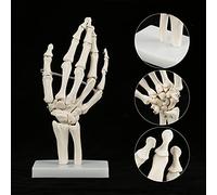 Modelo de Esqueleto Anatómico de Mano, Modelo de Esqueleto de Mano de Tamaño para Herramienta de Enseñanza Escolar, Materiales de Enseñanza con de Médica