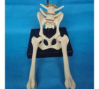 Modelo de esqueleto articulación cadera perro - femoral pélvico anatómico animal estudio en animales Utilizado for explicación veterinaria y exhibición especímenes