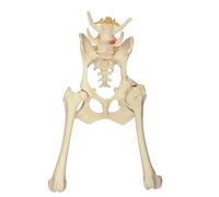 Modelo de esqueleto cadera canina, anatomía pelvis desmontable con comparación entre pacientes normales y osteoartríticos, herramienta enseñanza veterinaria