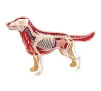 Modelo de esqueleto canino 4D, modelo de anatomía ósea de perro Golden Retriever, herramienta de enseñanza veterinaria desmontable for clínica y educación de mascotas