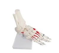 Modelo de esqueleto de anatomía del pie, modelo de huesos y articulaciones del pie de tamaño natural, modelo de pie y tobillo humano con hueso de vástago 1 pieza