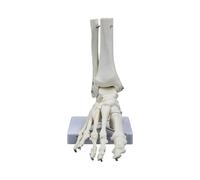 Modelo de esqueleto de articulación de pie humano de 9 x 7 x 3.5 pulgadas, modelo anatómico de PVC para pie derecho y tobillo para enseñanza e investigación, uso educativo