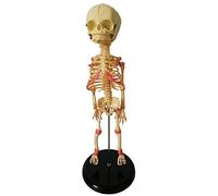 Modelo de Esqueleto de bebé - Modelo de enseñanza de Esqueleto fetal de 35 cm Anatomía Humana del bebé Modelo de Esqueleto de cráneo Anatomía médica anatómica - para exhibición de Estudio Mo