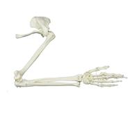 Modelo de esqueleto de brazo humano de tamaño real para estudio anatómico, modelo anatómico de esqueleto de extremidad superior, modelo de esqueleto de tamaño real, modelo anatómico de brazo