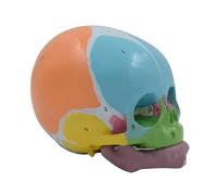 Modelo De Esqueleto De Cabeza De Bebé De Tamaño Real, Modelo Anatómico De Calavera De Bebé Codificado por Números para Estudio De Enfermedades, Informe De Conferencias