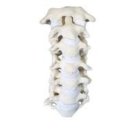 Modelo de esqueleto de exhibición humana, modelo cervical humano 1: 1, esqueleto de entrenamiento médico