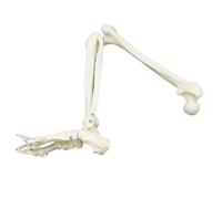 Modelo de esqueleto de extremidad inferior de tamaño adulto con cadera, fémur, tibia, anatomía del pie, herramienta de enseñanza médica (sin cadera)