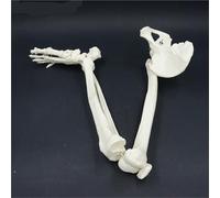 Modelo de esqueleto de extremidad inferior de tamaño adulto con cadera, fémur, tibia, anatomía del pie, herramienta de enseñanza médica (con cadera)