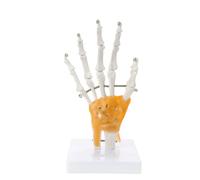 Modelo de esqueleto de mano con estructura ósea de mano con dedos móviles para demostración en modelo de esqueleto
