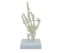 Modelo de esqueleto de mano portátil con base, dedos flexibles | Mano humana con soporte para estudio de anatomía, articulaciones articuladas, nudillos móviles, dedos flexibles, médico
