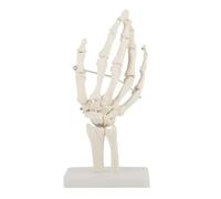 Modelo de esqueleto de mano totalmente articulado, réplica anatómica flexible de tamaño real para enseñanza y aprendizaje médico