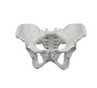Modelo de esqueleto de pelvis femenina, tamaño real, muestra sacro, ilio, pubis, vértebr lumbar, coxis y más para entornos clínicos