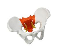 Modelo de esqueleto de pelvis lumbar femenina con articulaciones móviles para entrenamiento clínico, obstetricia y educación ginecológica, modelo de pelvis humana