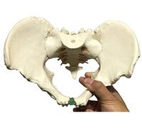 Modelo De Esqueleto De Pelvis - Modelo De Pelvis Masculina - Tamaño Natural Hueso De La Cadera Masculina Modelo Anatómico Pélvico Modelo De Enseñanza De Anatomía - Modelo De Cadera - Ayuda para La Fo