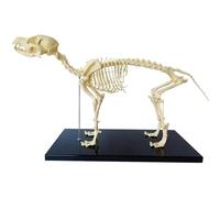 Modelo de esqueleto de perro, modelo de anatomía ósea de esqueleto canino extraíble, material didáctico anatómico de cráneo de perro animal, for enseñanza de ciencias médicas, biología