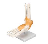 Modelo de esqueleto de pie humano, modelo de esqueleto de pie preciso huesos humanos de tamaño real con ligamento 1 a 1 molde de tamaño real