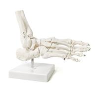 Modelo de esqueleto de pie humano, pie derecho y tobillo con tibia y peroné, soporte completo for anatomía del sistema esquelético médico.