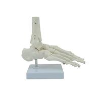 Modelo de esqueleto de pie humano, tamaño real, anatomía médica y tobillo derecho, totalmente articulado para enseñanza y anatomía del tobillo, esqueleto con base para aprendizaje educativo en el aula