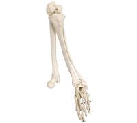 Modelo De Esqueleto De Pierna Humana - Anatómico Médico - para Estudio del De Anatomía del Cuerpo Humano Y Los Huesos 85 Cm