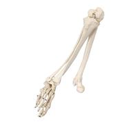 Modelo De Esqueleto De Pierna Humana - Anatómico Médico - para Estudio del De Anatomía del Cuerpo Humano Y Los Huesos 85 Cm