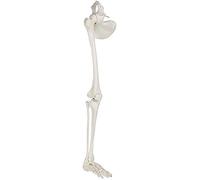 Modelo de esqueleto de pierna humana, modelo de esqueleto de miembro inferior humano anatómico médico de tamaño real, incluye todos los huesos de las piernas más articulación de cadera extraíble para