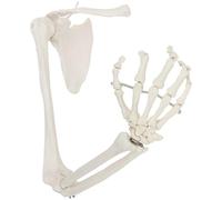 Modelo de esqueleto del brazo derecho, esqueleto humano anatómicamente preciso, manual detallado del producto for el aula de ciencias. moldes de enseñanza