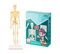 Modelo de Esqueleto del Cuerpo Humano Kit Herramientas Aprendizaje Montaje Sencillo Display Anatomía Suministros Educativos Stem Regalo