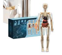 Modelo de Esqueleto del Cuerpo Humano | Maqueta de Anatomía Esquelética Humana 3D | Material Educativo de Fisiología para Escuela Hogar Biblioteca Maestros Niños Niñas Preescolar