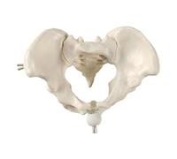 Modelo De Esqueleto Femenino Modelo De Enseñanza La Partería Mujeres Modelos Anatomía Pelvis Móvil Para Médicos Estudiando La Partería Para Femeninas
