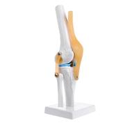 Modelo de esqueleto flexible para articulación de rodilla anatómica humana, ayuda de aprendizaje médico, modelos de enseñanza de anatomía Kilbane