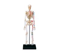 Modelo de esqueleto humano con brazos y piernas extraíbles, modelo de esqueleto humano de cuerpo completo para médicos, estudiantes y estudios